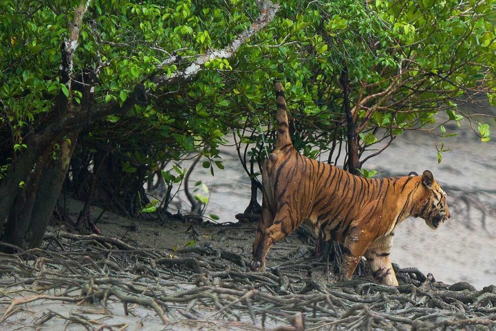 Interesting facts about the Royal Bengal Tiger 