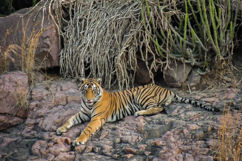 Interesting facts about the Royal Bengal Tiger 